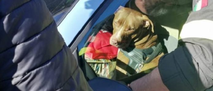 Lascia Il Cane Al Sole In Auto Per Drogarsi E Ubriacarsi Denunciata