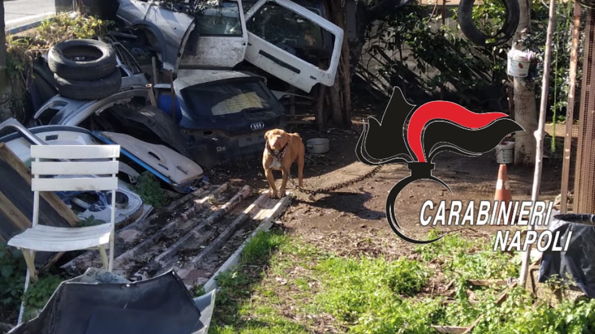 Pimonte, pitbull abbandonato: denunciato il proprietario